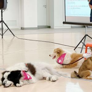 Pre-placement Workshop: Animal Assisted Intervention and Its Application 2