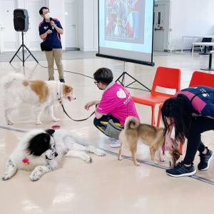 Pre-placement Workshop: Animal Assisted Intervention and Its Application 3