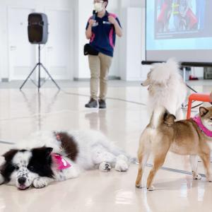 Pre-placement Workshop: Animal Assisted Intervention and Its Application 6