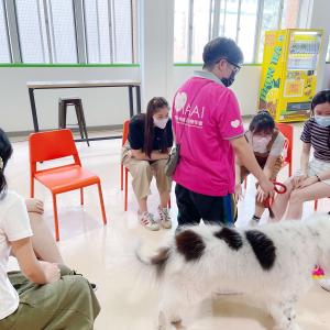Pre-placement Workshop: Animal Assisted Intervention and Its Application 8