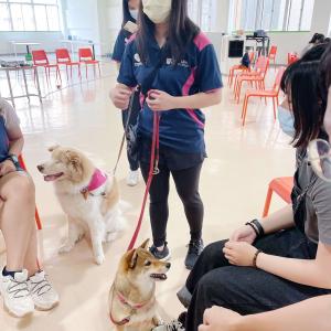 Pre-placement Workshop: Animal Assisted Intervention and Its Application 19