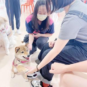 Pre-placement Workshop: Animal Assisted Intervention and Its Application 20